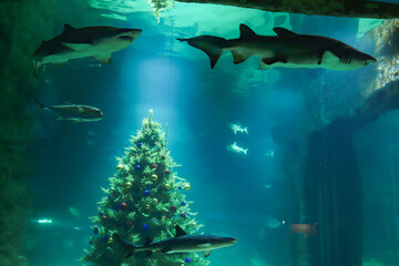 Christmas tree in aquarium with shark and fish