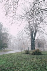 Foggy path in the park 