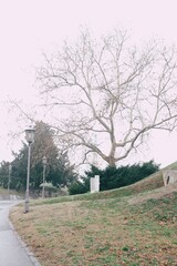 Fog in the park in Belgrade 