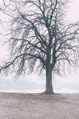 tree in the fog