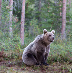 Fototapeta premium A photo of brown bear during summer