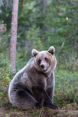 Fototapeta premium A photo of brown bear during summer