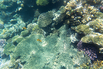 Photo of Sharm El Sheik coral reef