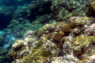 Fototapeta premium Photo of Sharm El Sheik coral reef