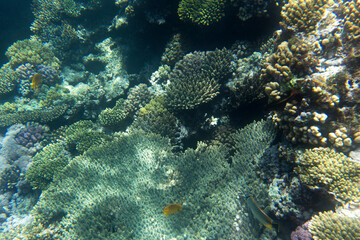 Photo of Sharm El Sheik coral reef