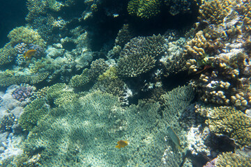 Naklejka premium Photo of Sharm El Sheik coral reef