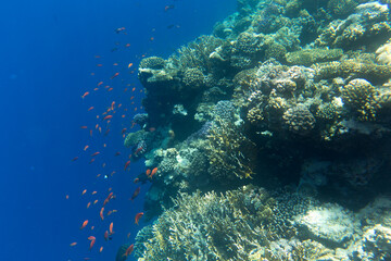 Photo of Sharm El Sheik coral reef