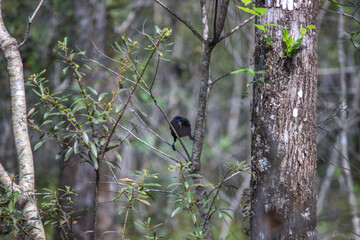Common Grackle (Quiscalus quiscula) in Six Mile Cypress Slough Preserve North - Fort Myers, Florida