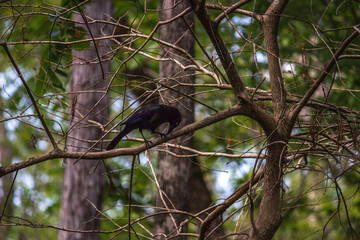 Common Grackle (Quiscalus quiscula) in Six Mile Cypress Slough Preserve North - Fort Myers, Florida