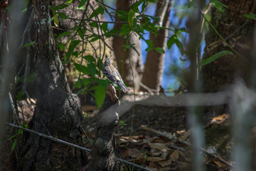 Yellow-Rumped Warbler (Setophaga coronata) in Six Mile Cypress Slough Preserve North - Fort Myers, Florida