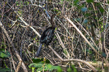 Anhinga (Anhinga anhinga) in Six Mile Cypress Slough Preserve North - Fort Myers, Florida