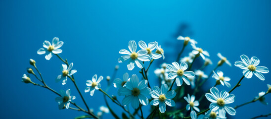 delicate light blue flowers against a vibrant blue sky