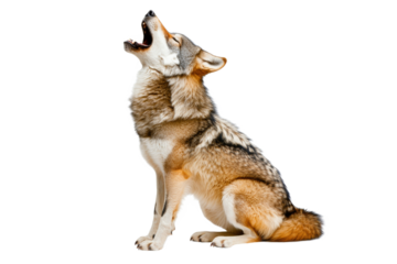Wolf howling in a bright, calm place