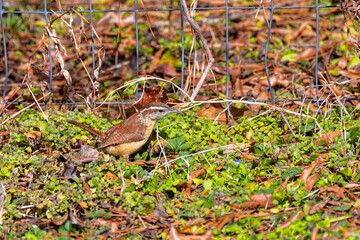 The Carolina wren (Thryothorus ludovicianus) in the garden.  This wren is the state bird of South Carolina.