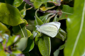 Cabbage White Butterfly (Pieris rapae)