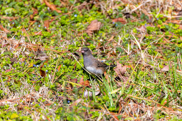 The dark-eyed junco (Junco hyemalis ), male on the meadow