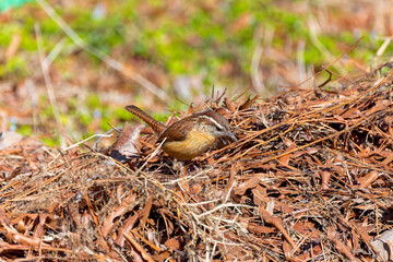 The Carolina wren (Thryothorus ludovicianus).  This wren is the state bird of South Carolina.