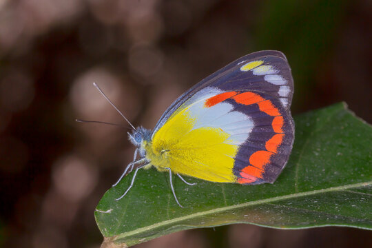 Red-banded Jezebel Butterfly (Delias mysis) Perched on a Leaf