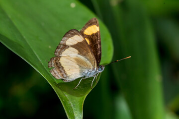 Orange Plane Butterfly (Pantoporia consimilis) Resting on a Leaf