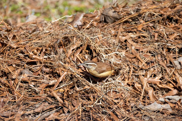 The Carolina wren (Thryothorus ludovicianus).  This wren is the state bird of South Carolina.