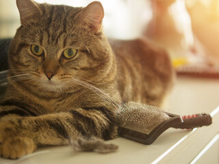 cat hair brush,Cat with a pile of fur and a brush for collecting fur