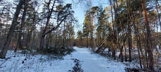 forest in winter