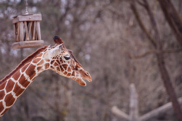 Obraz premium Profile of a serene giraffe with a natural wooded background, displaying its unique pattern