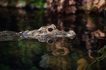 Close-up of a caiman partially submerged in water, with eyes and snout above the surface