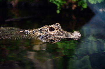 Close-up of a caiman partially submerged in water, with eyes and snout above the surface