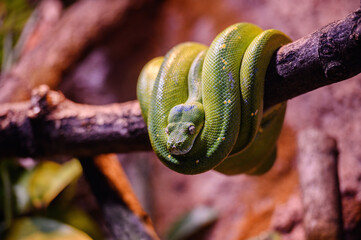 A vibrant green python tightly coiled around a dark branch in a tropical habitat