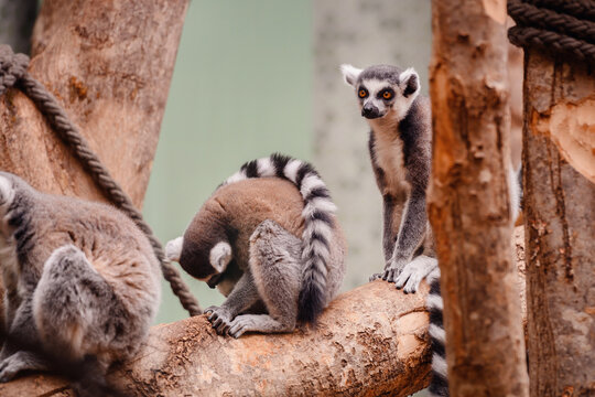 Group of ring-tailed lemurs perched on a tree, one gazing into distance