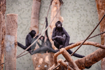 Spider monkeys on a branch, one with an inquisitive look, others in the background