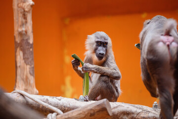 A baboon examines a green stalk intently against a vibrant orange background