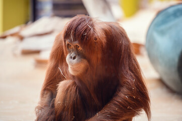 A solitary orangutan with a gentle look, surrounded by soft light