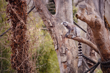 A lemur clings to a bare tree branch, with dry vines in the background