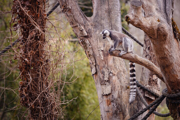 A lemur clings to a bare tree branch, with dry vines in the background