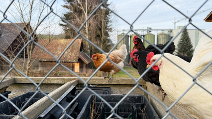 A group of chickens of various colors stands behind a wire fence on a rural farm. Two white hens are in focus, while others in shades of brown, black, and gray gather in the background. The farm
