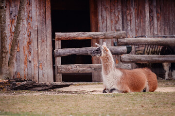 A serene llama rests comfortably in front of an old wooden barn, exuding a sense of rustic calm