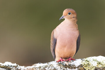 A Mourning Dove On A Snowy Branch