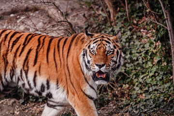 A tiger with a piercing gaze emerges from a straw-lined den, showcasing its wild essence