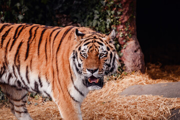 A tiger with a piercing gaze emerges from a straw-lined den, showcasing its wild essence