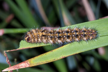 Hairy Caterpillar of Anthela sp. on Green Leaf