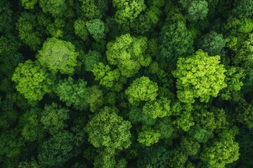Fototapeta premium Lush green canopy of diverse trees seen from above in a thriving forest during a sunny day