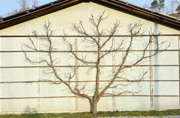 A beautifully pruned espalier tree with symmetrical branches grows against a light-colored wall with horizontal wooden beams. The structured shape of the tree contrasts with the clean, modern