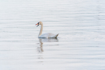 Graceful white Swan swimming in the lake, swans in the wild. Portrait of a white swan swimming on a lake.