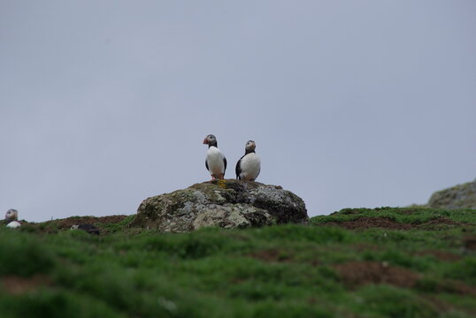 Puffin couple on rock