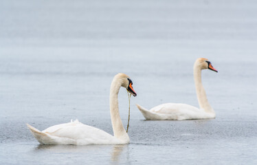 Fototapeta premium Two Graceful white Swans swimming in the lake, swans in the wild