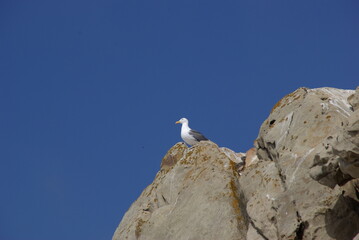 Seagull on rock