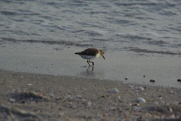 Sandpiper on beach