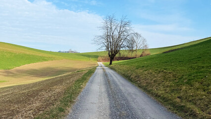 A peaceful rural landscape featuring gently rolling green hills with a few scattered trees. The bright blue sky and soft sunlight create a tranquil atmosphere, ideal for nature lovers and countryside